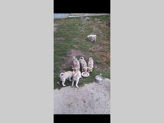 prodaja štenaca zapadnosibirskih lajki besplatni mali oglasi