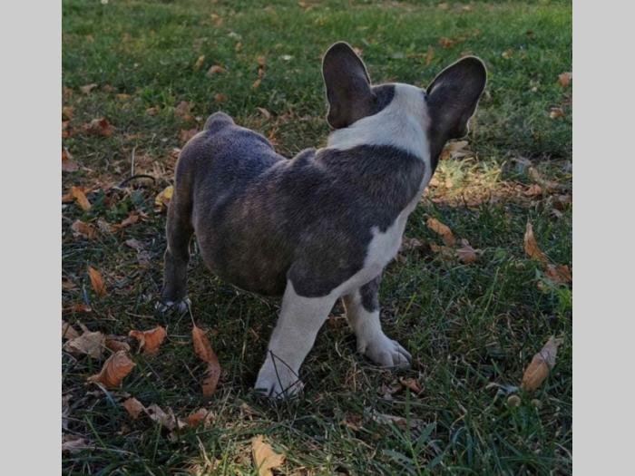 francuski buldog plavo, lilac, belo muško štene besplatni mali oglasi