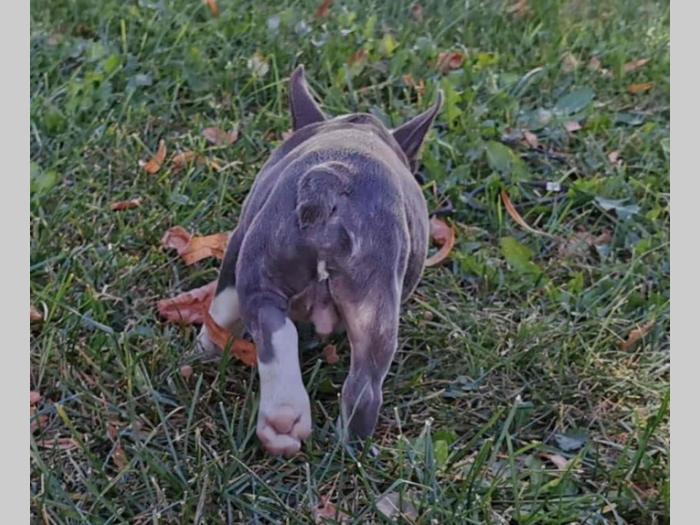 francuski buldog plavo, lilac, belo muško štene besplatni mali oglasi