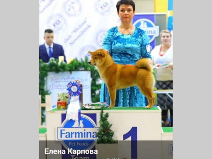 šiba inu štenci besplatni mali oglasi