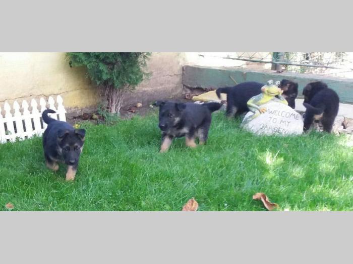 nemački ovčar štenci 4 mužijaka i 4 ženke besplatni mali oglasi