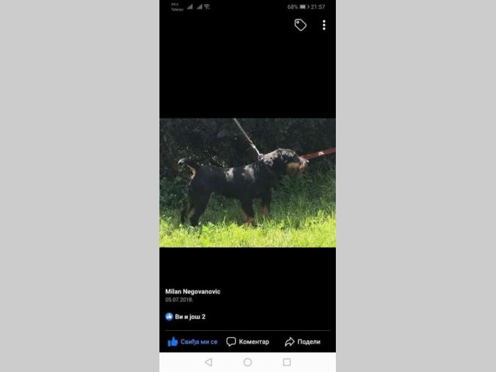 nemčaki lovački terijer štenci besplatni mali oglasi