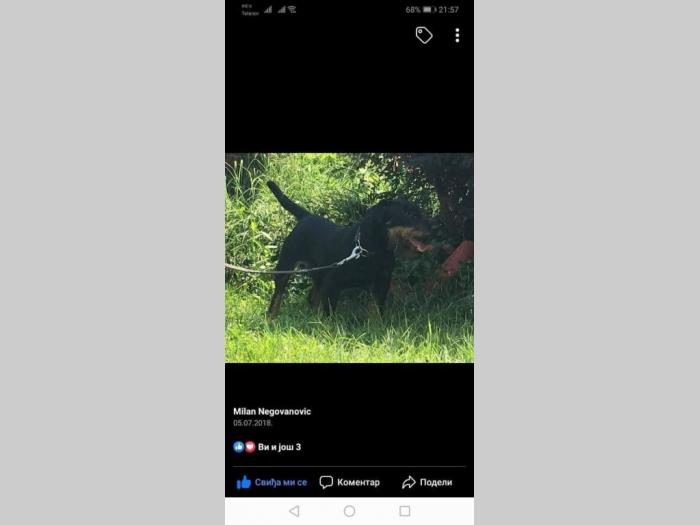 nemčaki lovački terijer štenci besplatni mali oglasi