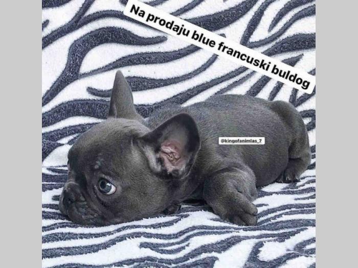 franuski buldog besplatni mali oglasi