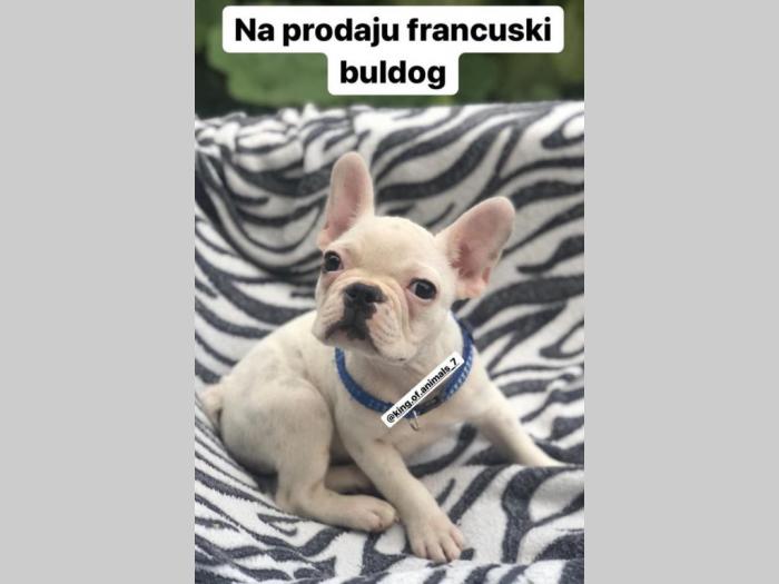 franuski buldog besplatni mali oglasi