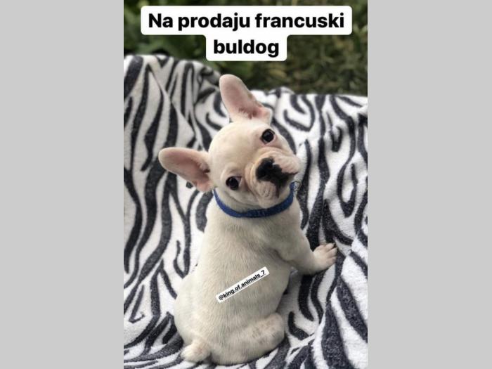 franuski buldog besplatni mali oglasi
