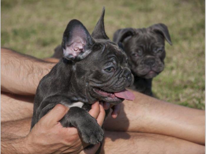 francuski buldog štenci blue boje besplatni mali oglasi