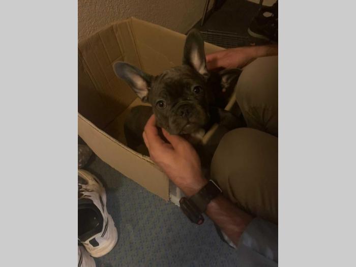 francuski buldog štenci blue boje besplatni mali oglasi