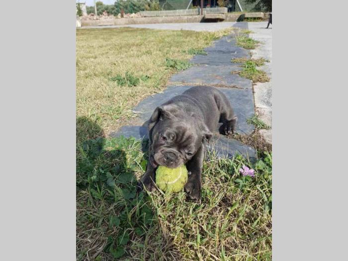 francuski buldog štenci blue boje besplatni mali oglasi