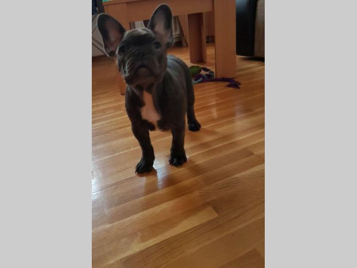 francuski buldog štenci blue boje besplatni mali oglasi