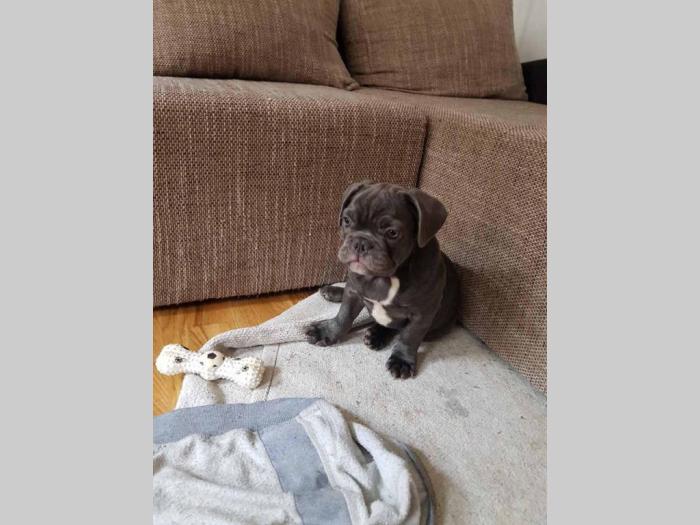 francuski buldog štenci blue boje besplatni mali oglasi