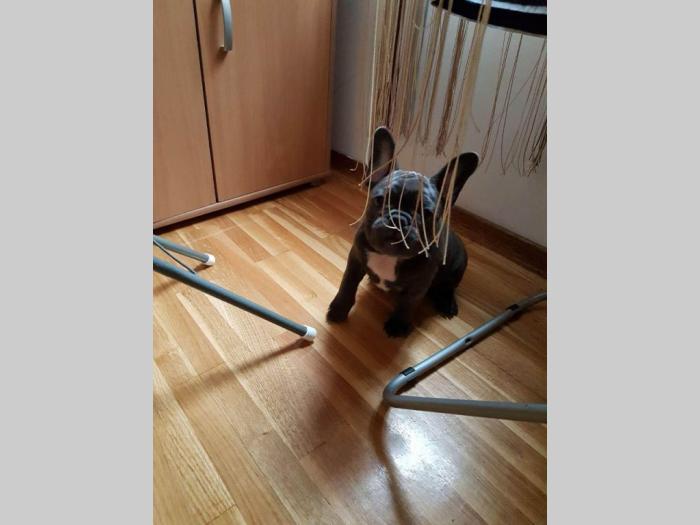 francuski buldog štenci blue boje besplatni mali oglasi