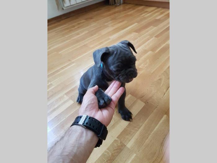 francuski buldog štenci blue boje besplatni mali oglasi