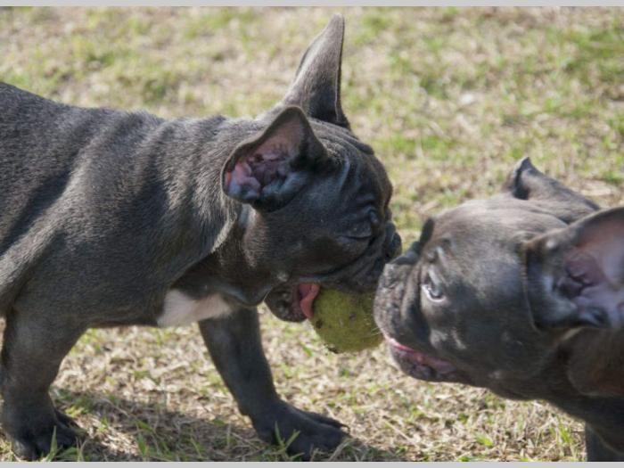 francuski buldog štenci blue boje besplatni mali oglasi