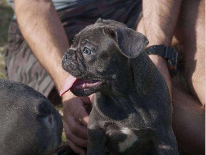francuski buldog štenci blue boje besplatni mali oglasi