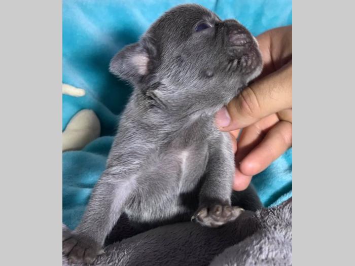 lilac i plavi francuski buldog besplatni mali oglasi