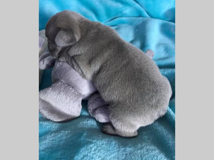 lilac i plavi francuski buldog besplatni mali oglasi