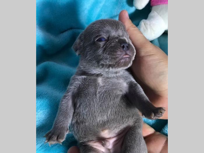 lilac i plavi francuski buldog besplatni mali oglasi