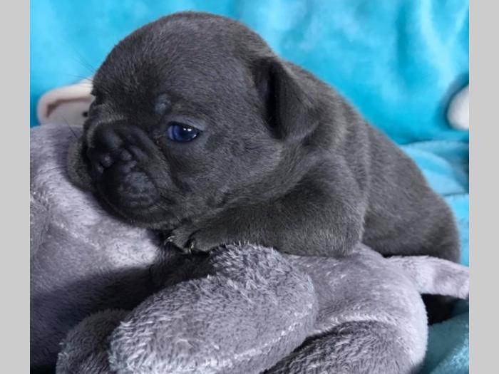 lilac i plavi francuski buldog besplatni mali oglasi