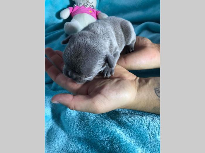 lilac i plavi francuski buldog besplatni mali oglasi