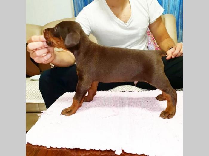 doberman besplatni mali oglasi
