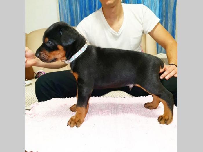 doberman besplatni mali oglasi