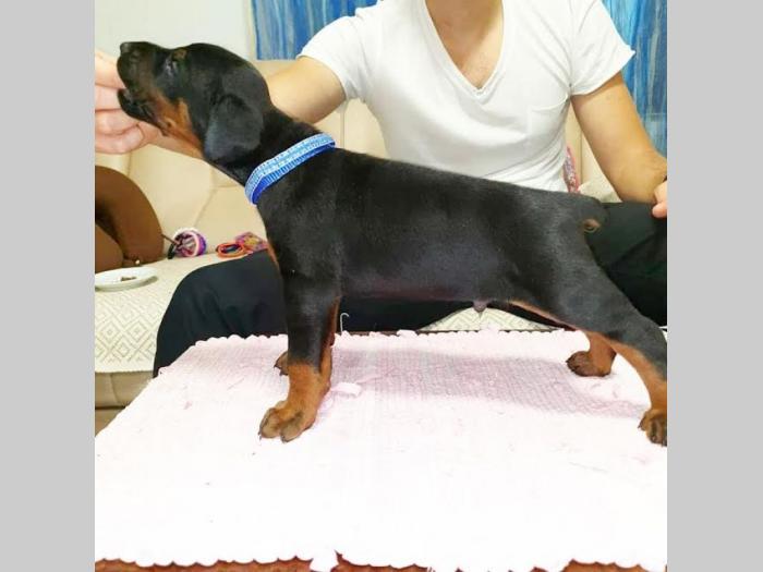 doberman besplatni mali oglasi