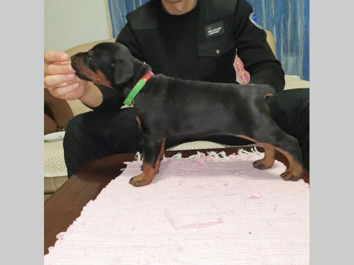 doberman besplatni mali oglasi