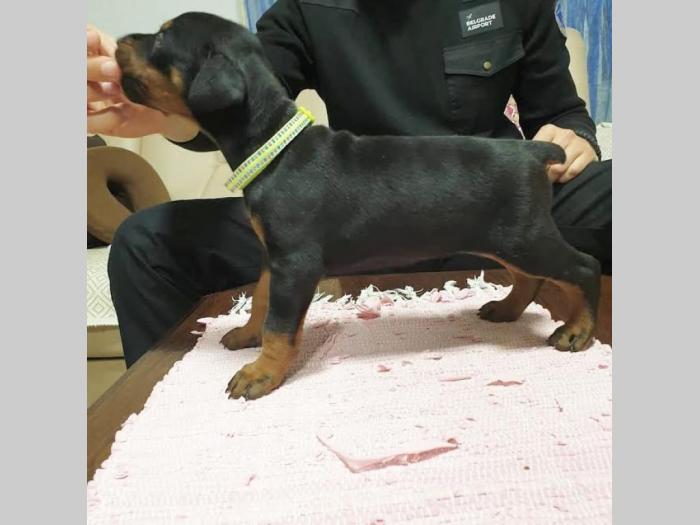 doberman besplatni mali oglasi