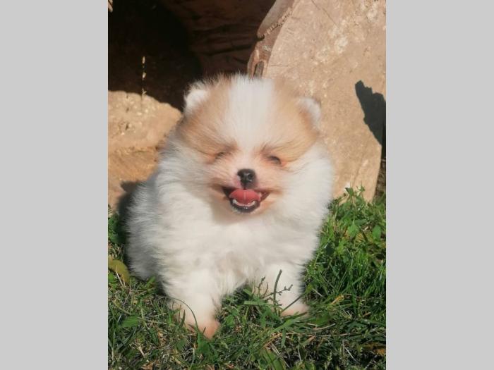 pomeranac boo besplatni mali oglasi