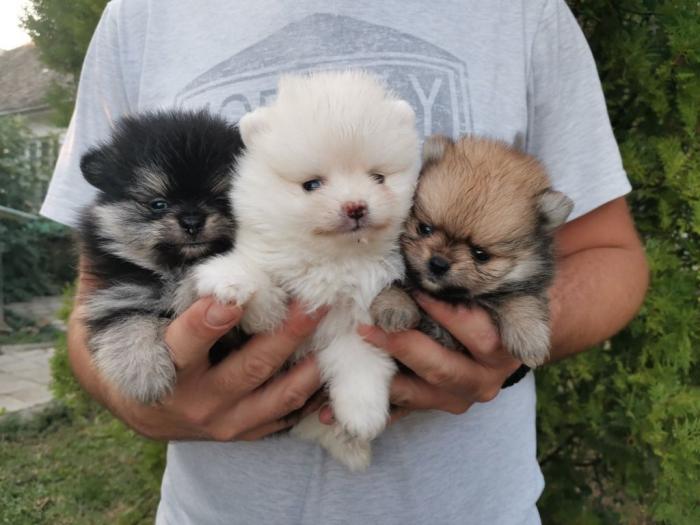 pomeranac boo besplatni mali oglasi