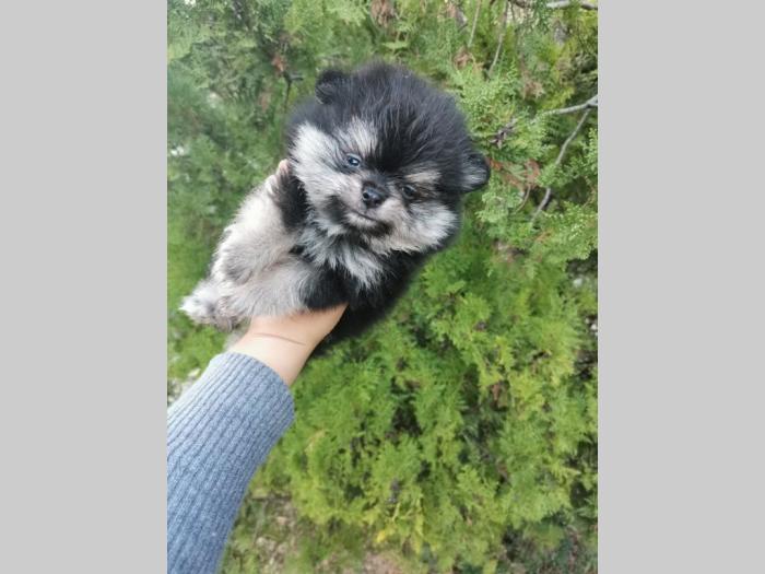pomeranac boo besplatni mali oglasi
