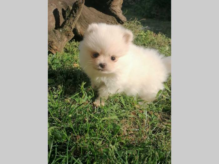 pomeranac boo besplatni mali oglasi