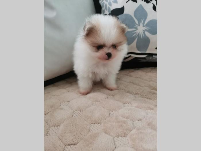 pomeranac boo besplatni mali oglasi