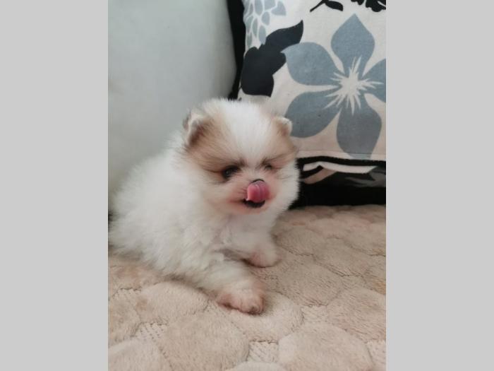pomeranac boo besplatni mali oglasi