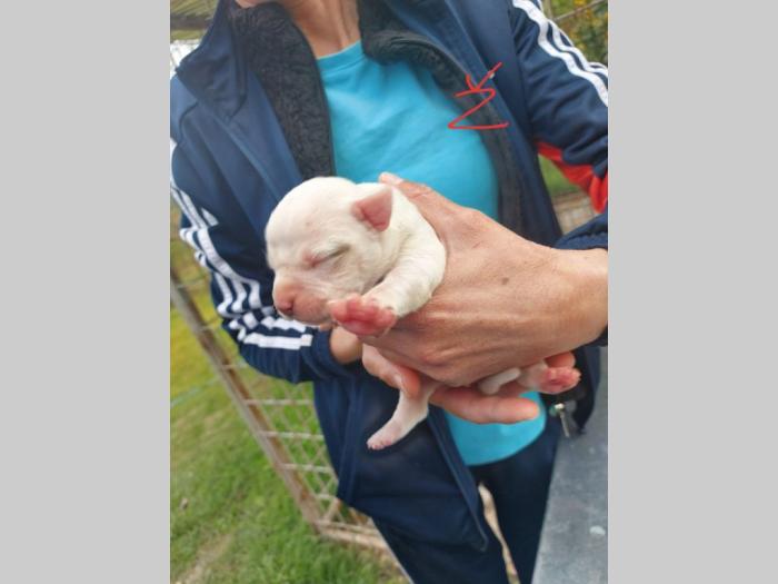 pit bul štenci besplatni mali oglasi