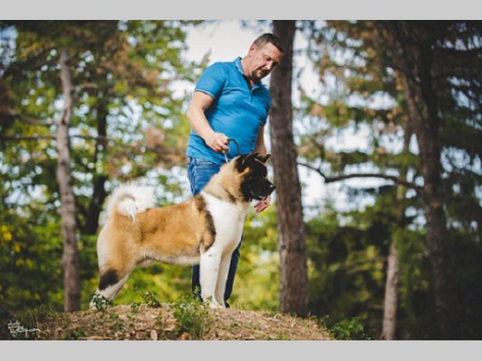 američka akita besplatni mali oglasi