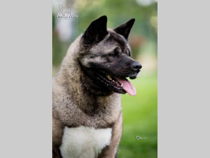 američka akita besplatni mali oglasi