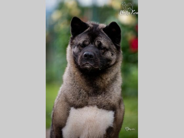 američka akita besplatni mali oglasi