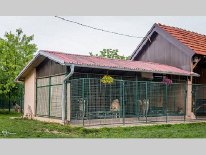 američka akita besplatni mali oglasi