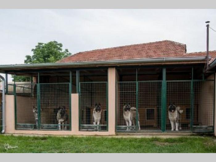 američka akita besplatni mali oglasi