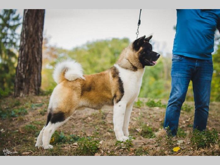 američka akita besplatni mali oglasi