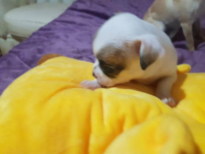 štenci chivave besplatni mali oglasi