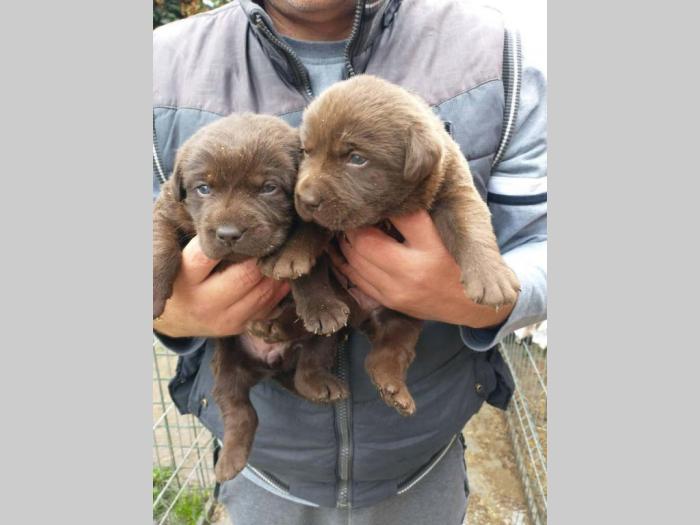 čokoladni labradori vrhunskog porekla besplatni mali oglasi