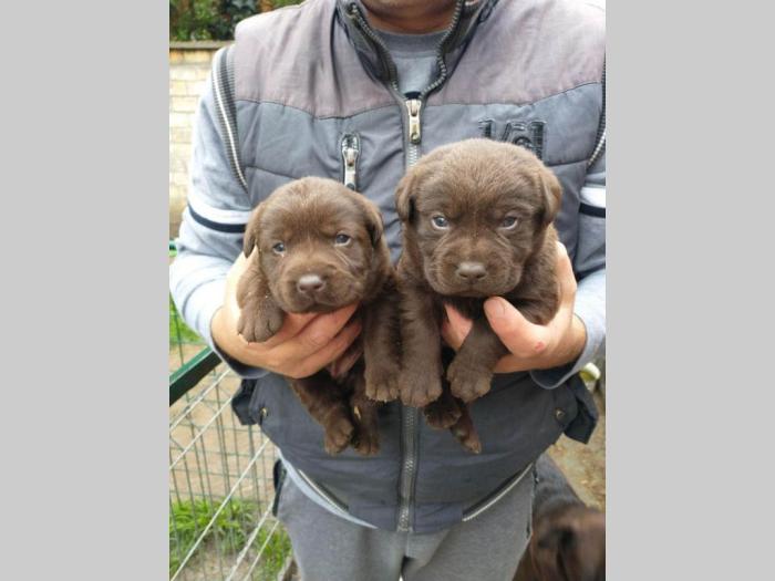 čokoladni labradori vrhunskog porekla besplatni mali oglasi