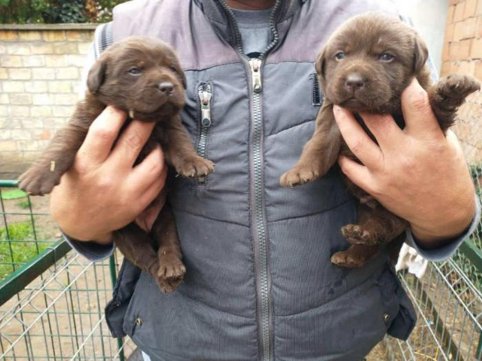 čokoladni labradori vrhunskog porekla besplatni mali oglasi