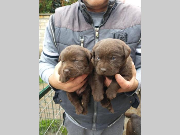 čokoladni labradori vrhunskog porekla besplatni mali oglasi
