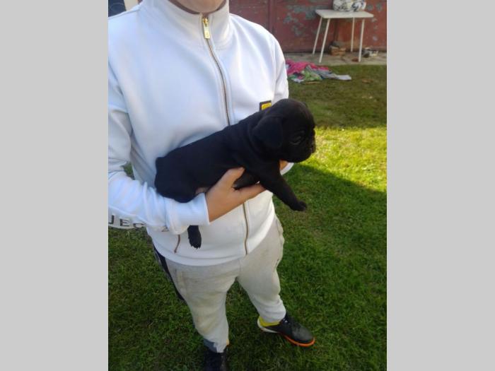 francuski buldog štenci besplatni mali oglasi