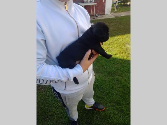 francuski buldog štenci besplatni mali oglasi