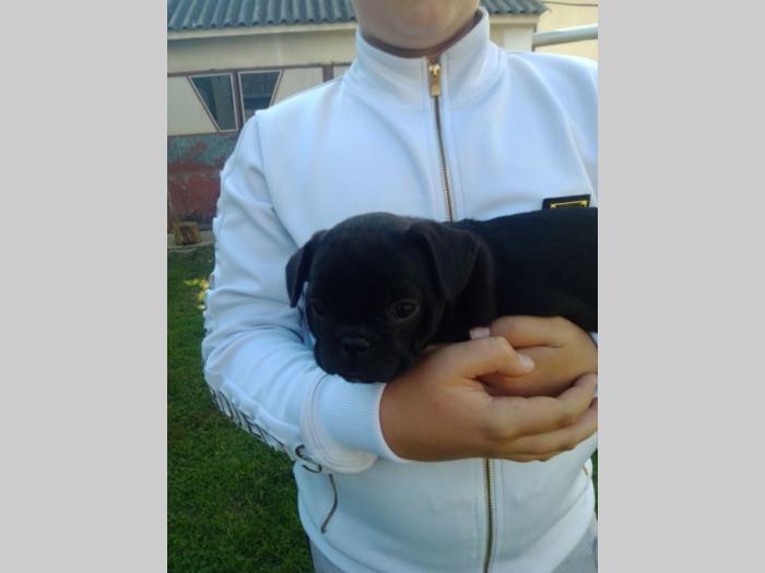francuski buldog štenci besplatni mali oglasi